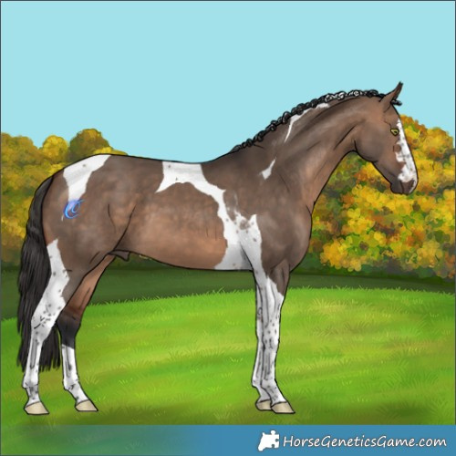Horse Color:Bay Dun Tobiano