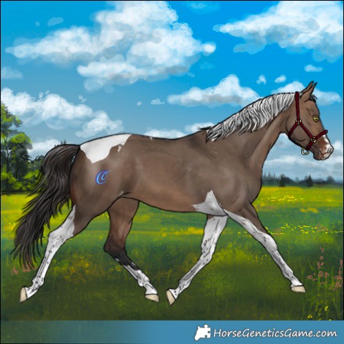 Horse Color:Brown Dun Tobiano Appaloosa 
