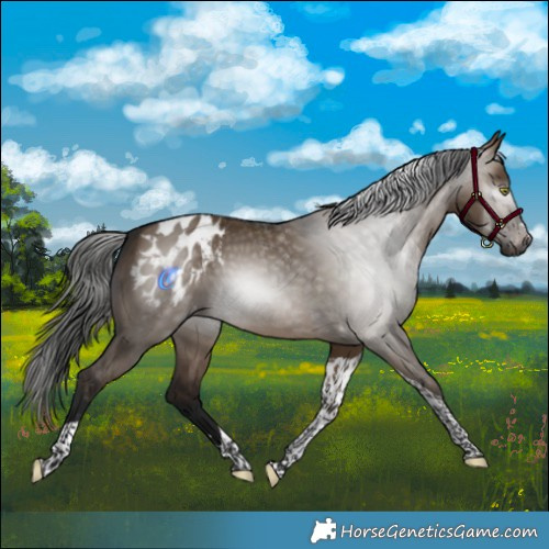 Horse Color:Gray Bay Dun Tobiano Appaloosa 