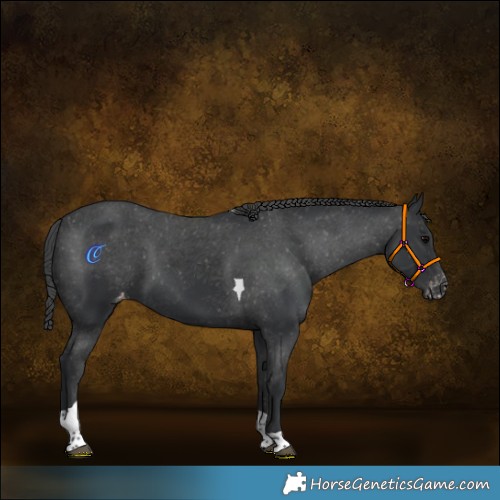 Horse Color:Black Tobiano Appaloosa 