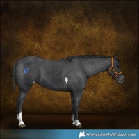 Horse Color:Black Tobiano Varnish 