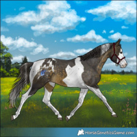 Horse Color:Buckskin Splash Tobiano Appaloosa 