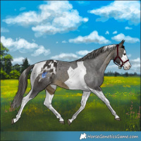 Horse Color:Buckskin Splash Tobiano Appaloosa