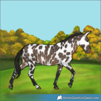 Horse Color:Brown Dun Appaloosa 