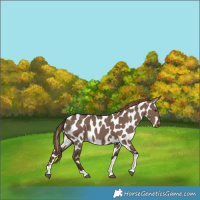 Horse Color:Liver Red Dun Tobiano Appaloosa 