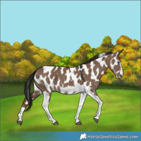 Horse Color:Liver Red Dun Tobiano Frame Appaloosa 