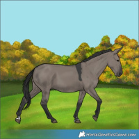 Horse Color:Grullo 