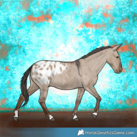 Horse Color:Liver Red Dun Appaloosa 