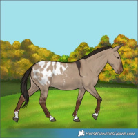 Horse Color:Liver Red Dun Appaloosa