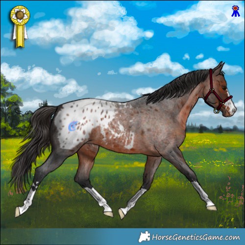 Horse Color:Brown Roan Appaloosa 
