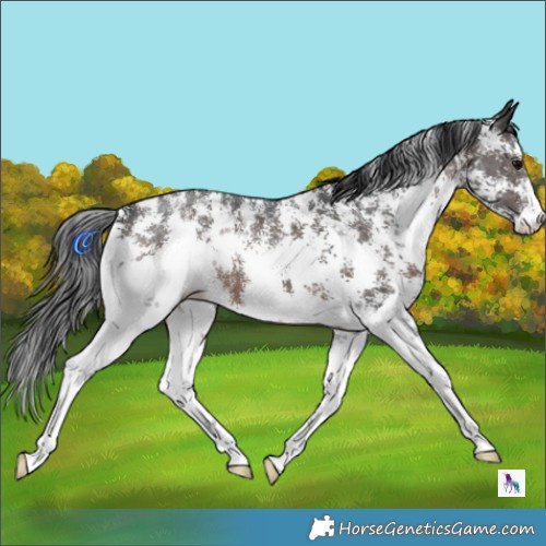 Horse Color:Brown Sabino