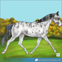 Horse Color:Brown Sabino