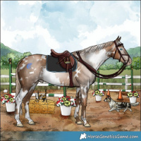 Horse Color:Gray White Spotted Chocolate Palomino Pearl