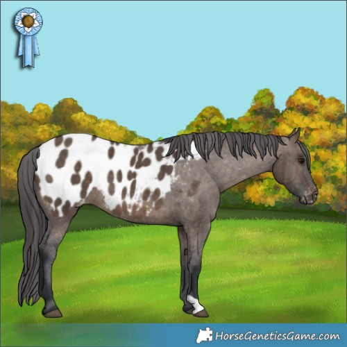Horse Color:Brown Dun Appaloosa Brindle 