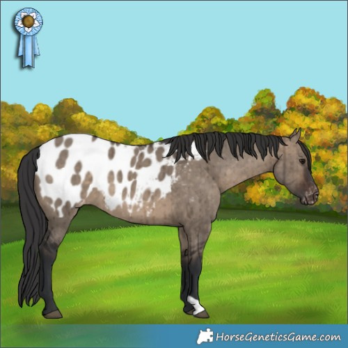 Horse Color:Brown Dun Appaloosa Brindle 