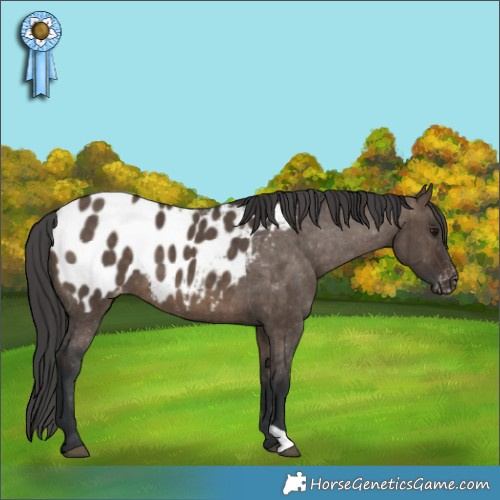 Horse Color:Brown Dun Appaloosa Brindle 