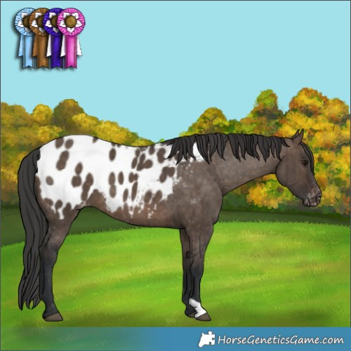 Horse Color:Brown Dun Blanket Brindle 