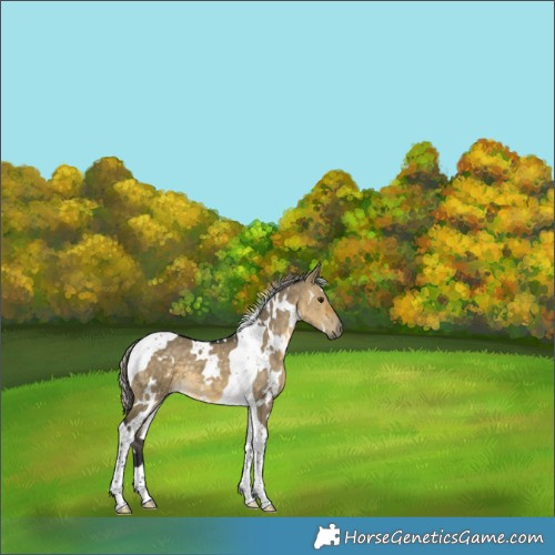 Horse Color:White Spotted Silver Buckskin Dun Tobiano 