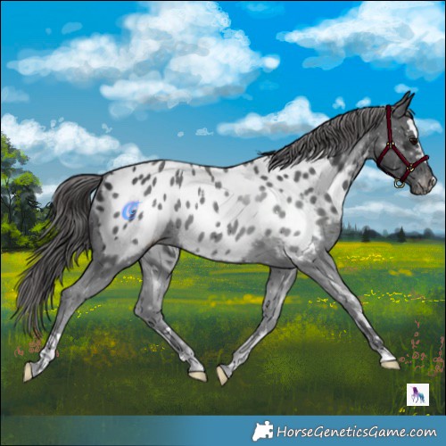 Horse Color:Black Appaloosa 
