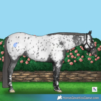 Horse Color:Black Appaloosa