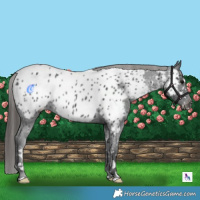 Horse Color:Black Appaloosa 