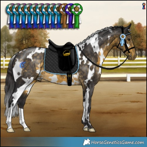 Horse Color:White Spotted Buckskin 