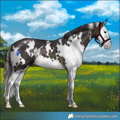 Horse Color:White Spotted Buckskin Splash 