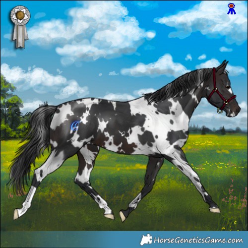 Horse Color:White Spotted Brown 