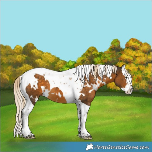 Horse Color:White Spotted Chocolate Palomino Splash Tobiano 