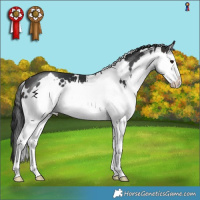 Horse Color:White Spotted Brown Splash