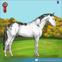 Horse Color:White Spotted Brown Splash 
