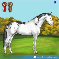 Horse Color:White Spotted Brown Splash 