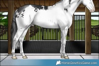 Horse Color:White Spotted Brown Splash
