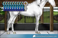 Horse Color:White Spotted Brown Splash