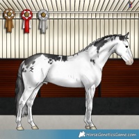 Horse Color:White Spotted Brown Splash 