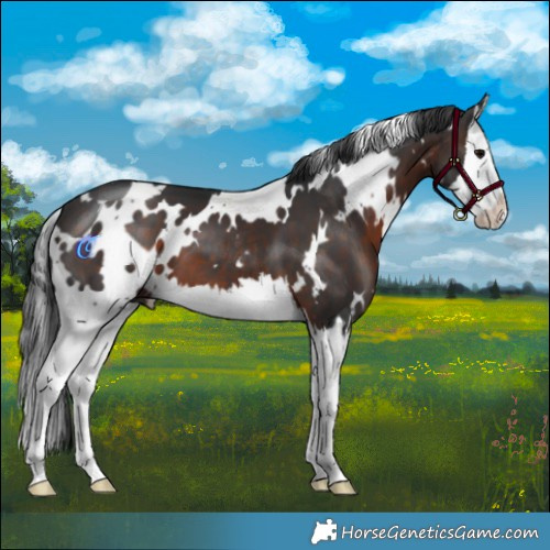 Horse Color:White Spotted Brown Splash 
