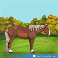 Horse Color:Chestnut 