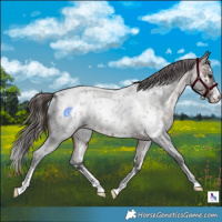 Horse Color:Brown Roan Near Leopard 