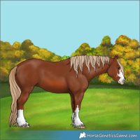 Horse Color:Chestnut 