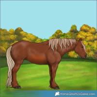 Horse Color:Chestnut 
