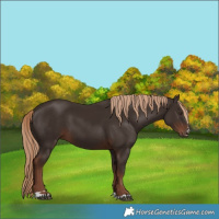 Horse Color:Liver Chestnut 