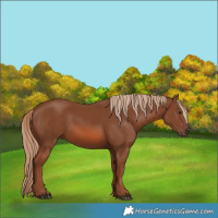 Horse Color:Chestnut 