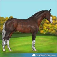 Horse Color:White Spotted Silver Brown Rabicano