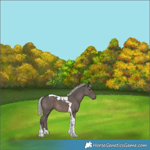 Horse Color:Silver Black Tobiano 