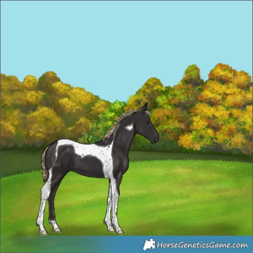 Horse Color:Liver Chestnut Tobiano 