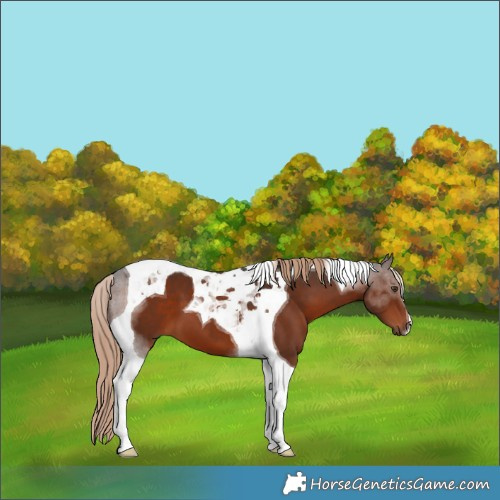 Horse Color:Liver Chestnut Tobiano 