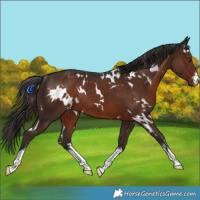 Horse Color:White Spotted Liver Chestnut Rabicano 