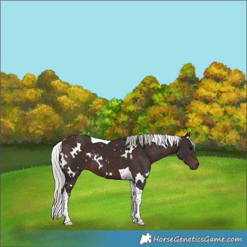 Horse Color:White Spotted Silver Brown Tobiano 