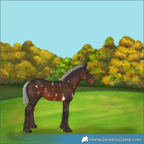 Horse Color:White Spotted Silver Brown 
