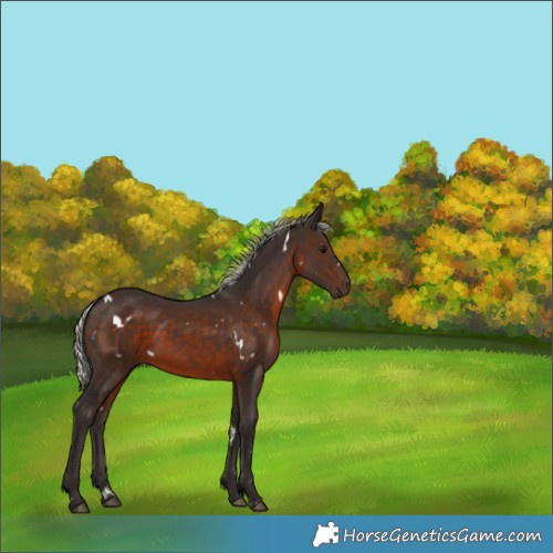 Horse Color:White Spotted Silver Brown 